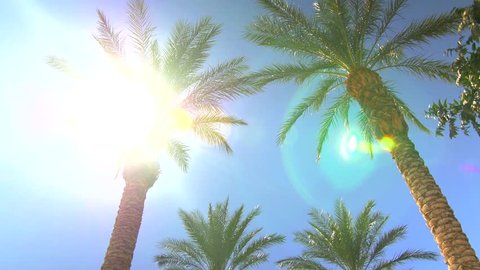 Sunny blue sky over palm trees with sunbeams 6