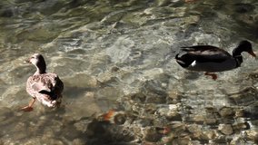 funny ducks searching for food under the water.