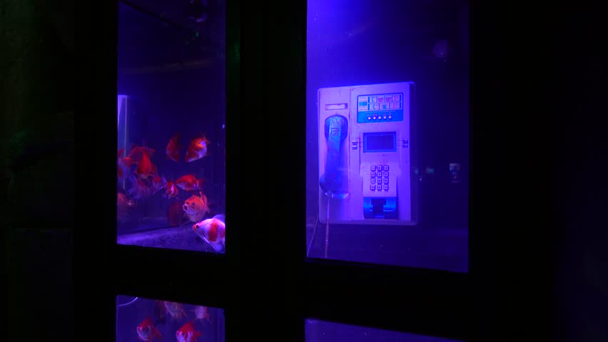 4K Telephone box aquarium with goldfish
