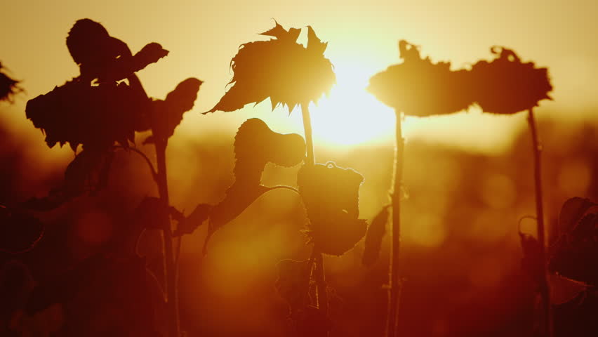 The orange sun shines through the sunflower plant. Sunflower ripe, bends to the ground and is ready for harvest Royalty-Free Stock Footage #19895527