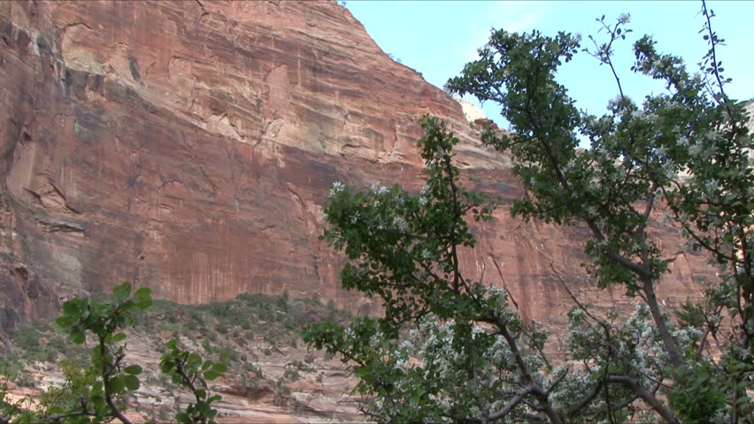 A zoom out from tree blossoms to the majestic mountains of Zion National Park.
