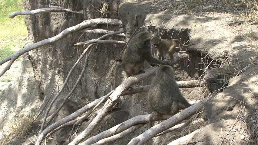 Like monkey bars these Baboons use roots to climb on.  Video shot in Tanzania,