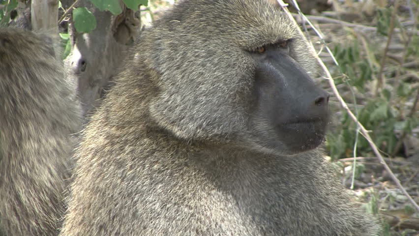 A Baboon face close up in Tanzania, Africa.