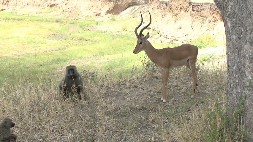A baboon moves away when approached by an Impala in Tanzania,