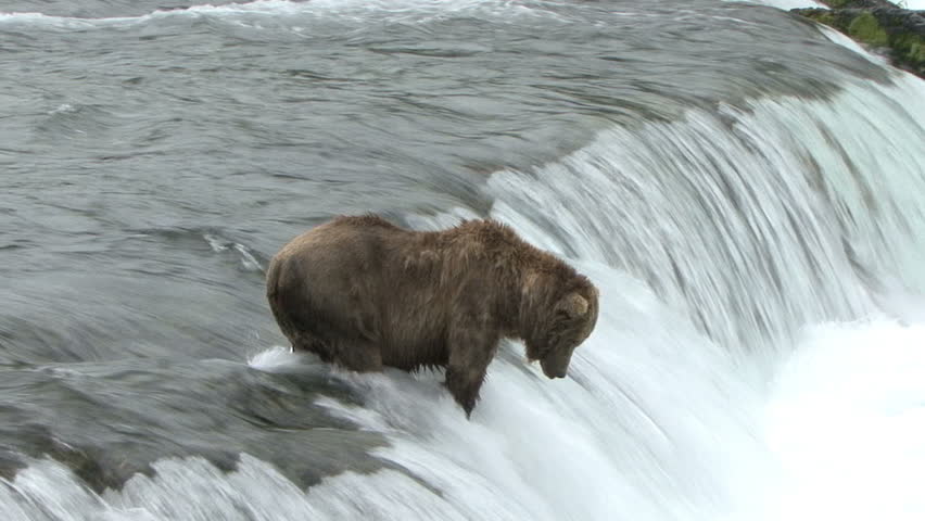 A Brown Bear catches and eats a salmon from atop Brook Falls in Alaska.