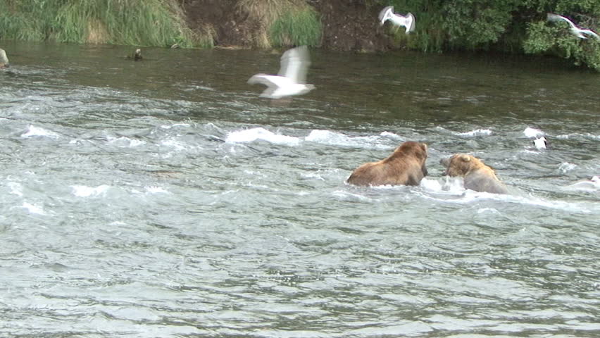 A large Brown Bear takes a salmon away from a smaller bear at Brook Falls in