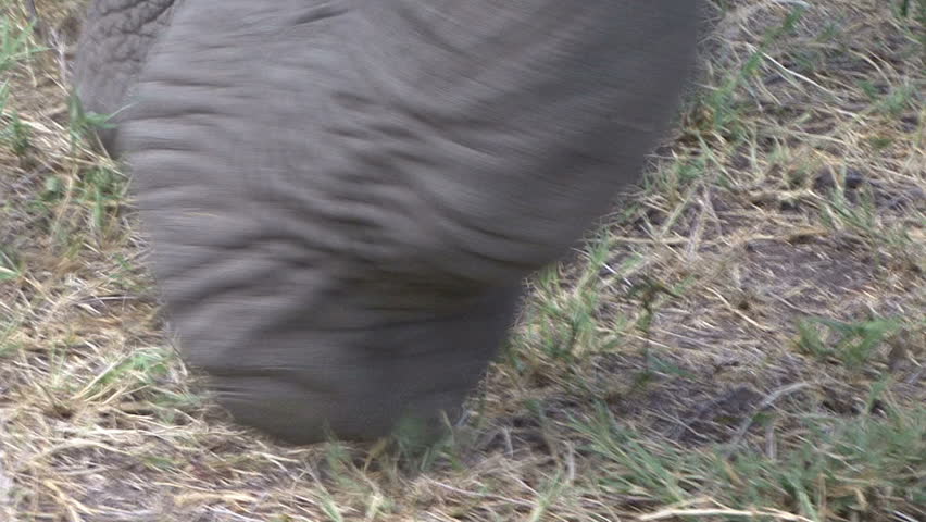An Elephant uses its trunk & foot with zoom in of feet very close at Lake
