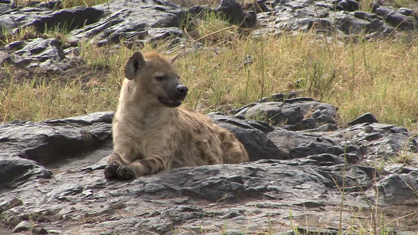 A Hyena rests on rocks in Tanzania, Africa. 