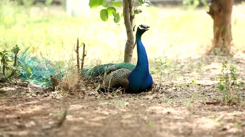 Amazing peacock I Blue Peacock I Indian Peacock