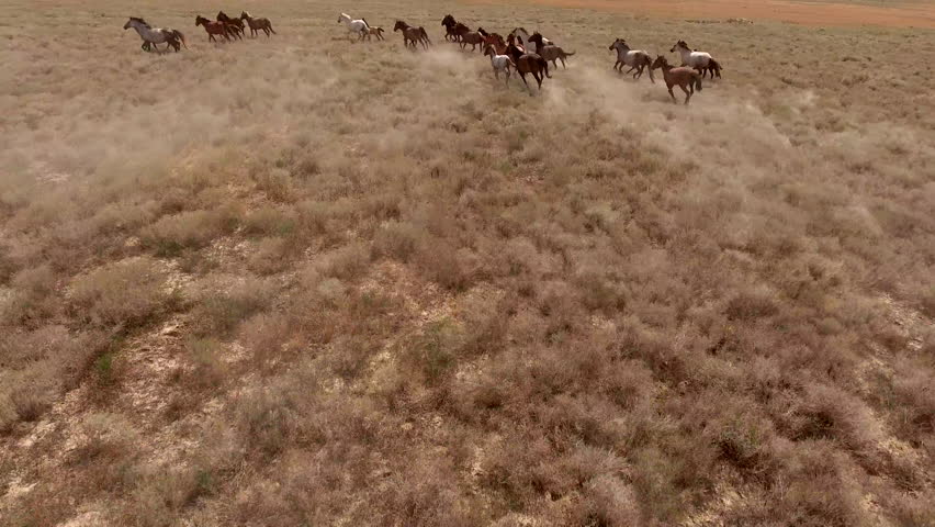Aerial movie with herd of thoroughbred horses moving fast on the desert. Herd of wild mustangs running gallop on the scorched earth of Texas. The concept of freedom, strength, independence and speed Royalty-Free Stock Footage #19899973