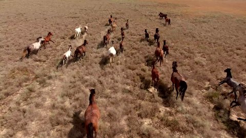 Aerial movie with herd of thoroughbred horses moving fast on the desert. Herd of wild mustangs running gallop on the scorched earth of Texas. The concept of freedom, strength, independence and speed