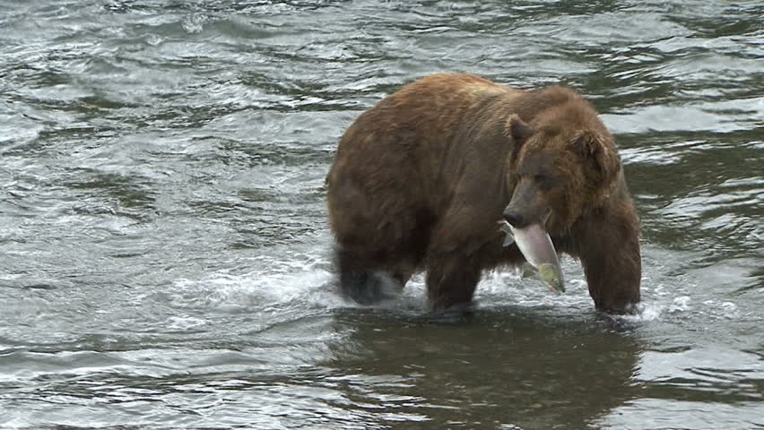 A Brown Bear moves through the water with an actively moving salmon at Brook