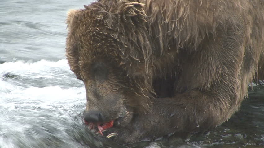 An extreme close up of a Brown Bear eating a salmon from atop Brook Falls in