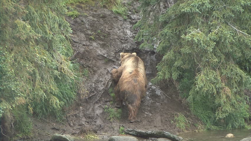 A huge Brown Bear climbs a muddy hill during a rain storm at Brook Falls in
