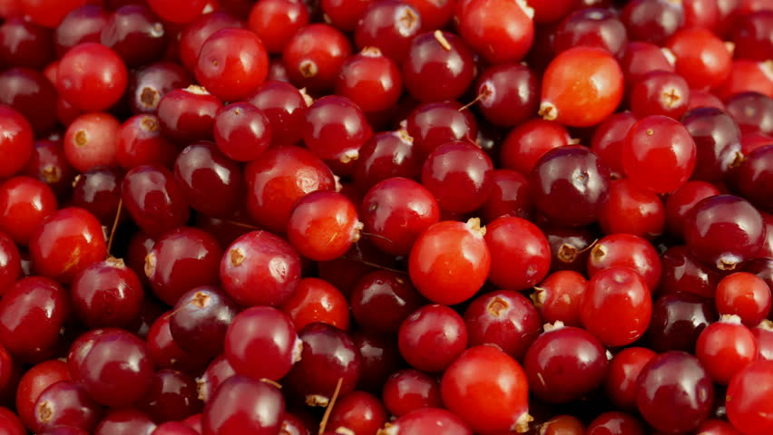 4k Cranberry berries seamless rotation