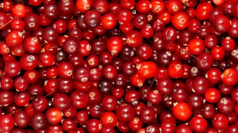 4k Cranberry berries seamless rotation