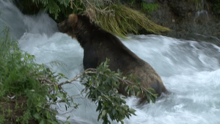 A Brown Bear fights the river's current as he moves upstream at Brook Falls in