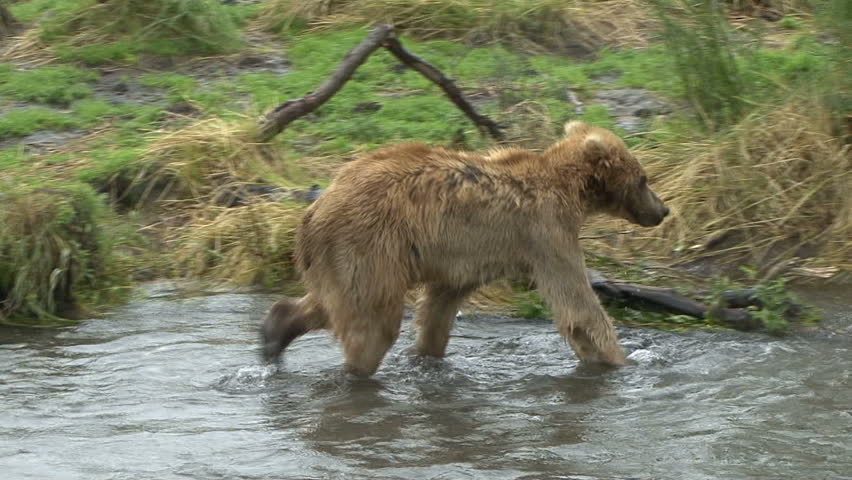 A juvenile Brown Bear who appears to be having trouble getting food walks at