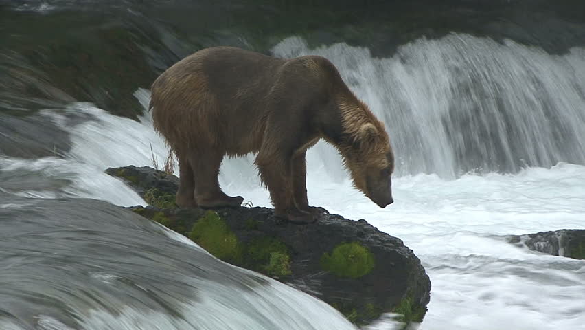 A Brown Bear moves off rock with great water fall motion in front of him at