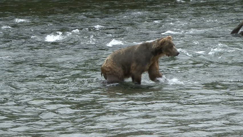 A Brown Bear aggressively pursues a salmon at Brook Falls in Alaska. (Look