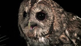 Eurasian Tawny Owl, strix aluco, Portrait of Adult, Normandy, Real Time