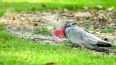 Friendly rose-breasted cockatoo walking on ground searching for good, slow motion