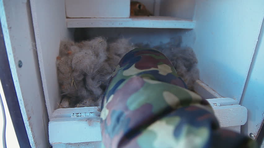 little newborn baby Bunny in hand