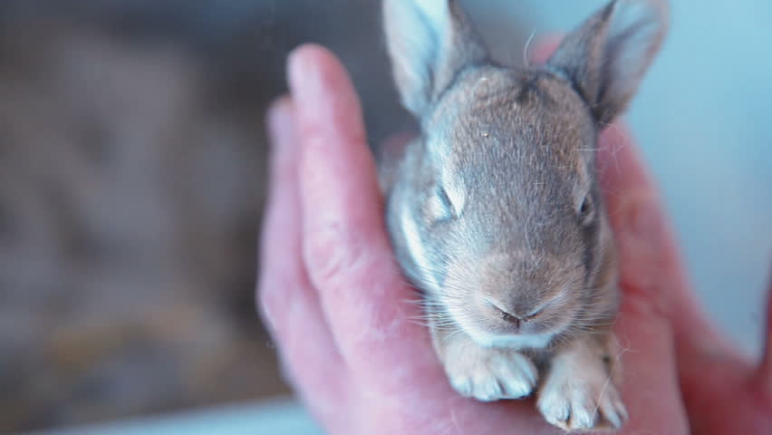 little rabbit in hands