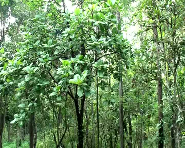 Sunlight in the forest