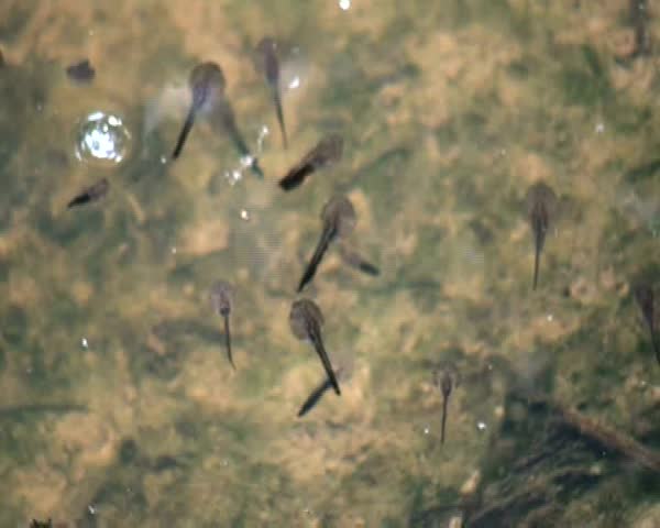Tadpoles in the water
