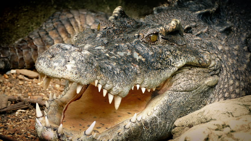 Crocodile Breathing Mouth Open Stock Footage Video 100 Royalty Free Shutterstock