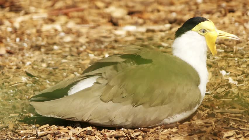 The masked lapwing (Vanellus miles), also known as the masked plover and often called the spur-winged plover, is a large, common and conspicuous bird native to Australia, New Zealand and New Guinea.