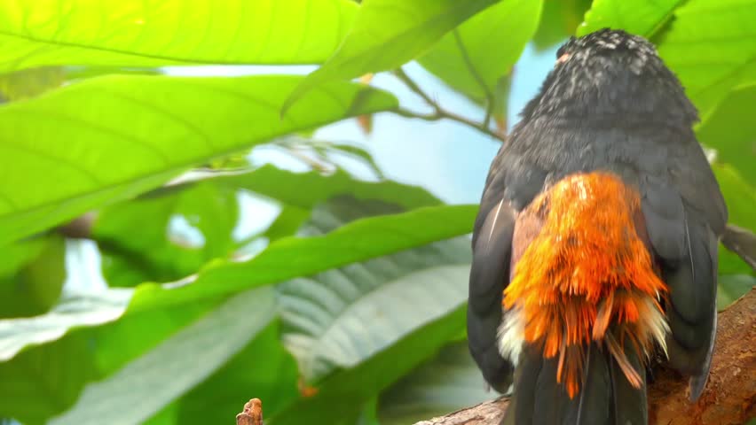 The collared aracari (Pteroglossus torquatus) is a toucan, a near-passerine bird. It breeds from southern Mexico to Panama; also Ecuador, Colombia, Venezuela and Costa Rica.