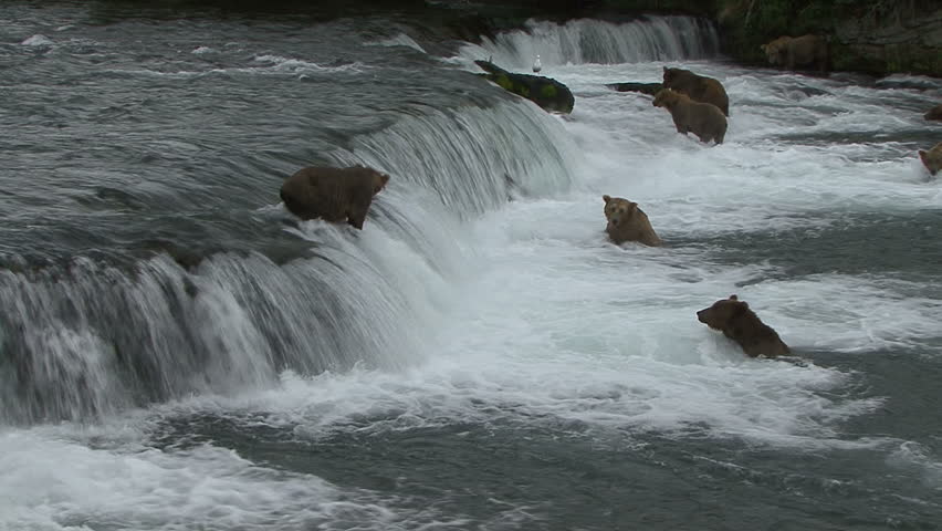 Seven Brown Bear watch as salmon try to leap Brook Falls in Alaska.