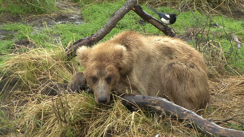 A young and skinny Brown Bear lays in front of a small bird at Brook Falls in