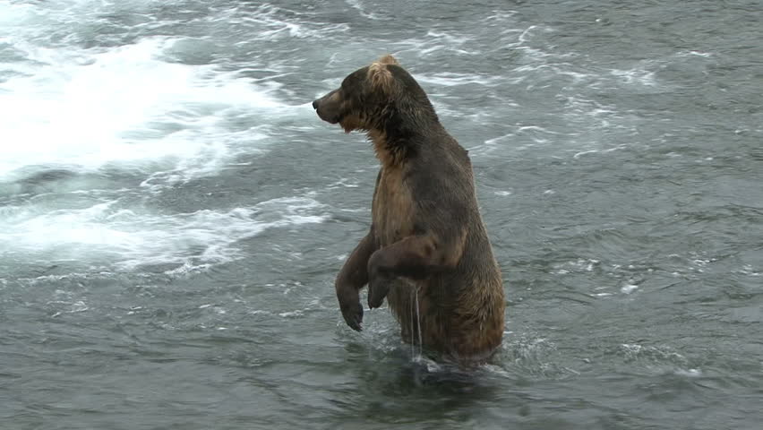 A Brown Bear moves through the water and then stands for eleven seconds at Brook