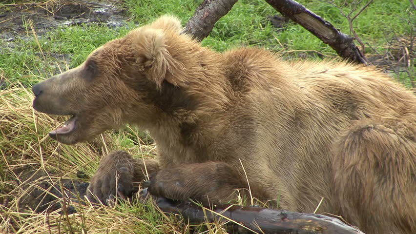 A juvenile Brown Bear yawns and rests it head at Brook Falls in Alaska.
