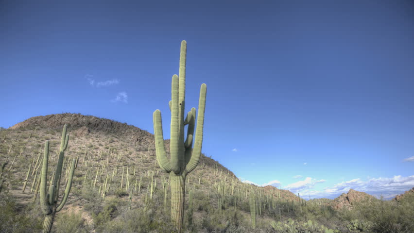 HDR Timelapse Arizona Cactus with a blue sky while clouds passing by