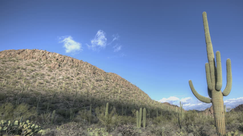 Timelapse Arizona Cactus with a blue sky while clouds passing by