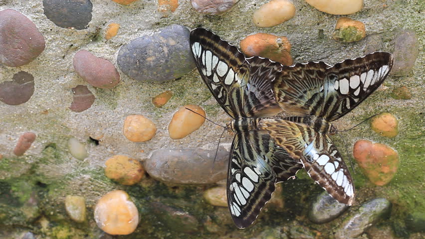 Butterfly Mating, Love of the butterfl