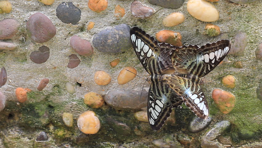 Butterfly Mating, Love of the butterfly