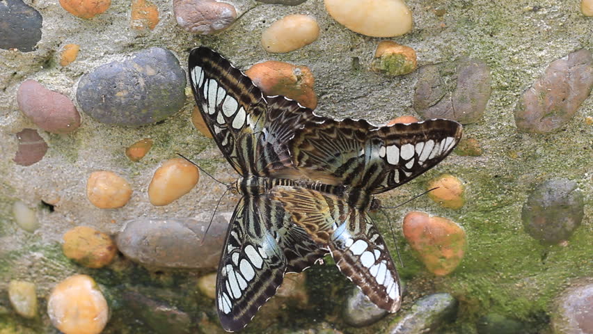 Butterfly Mating, Love of the butterfly