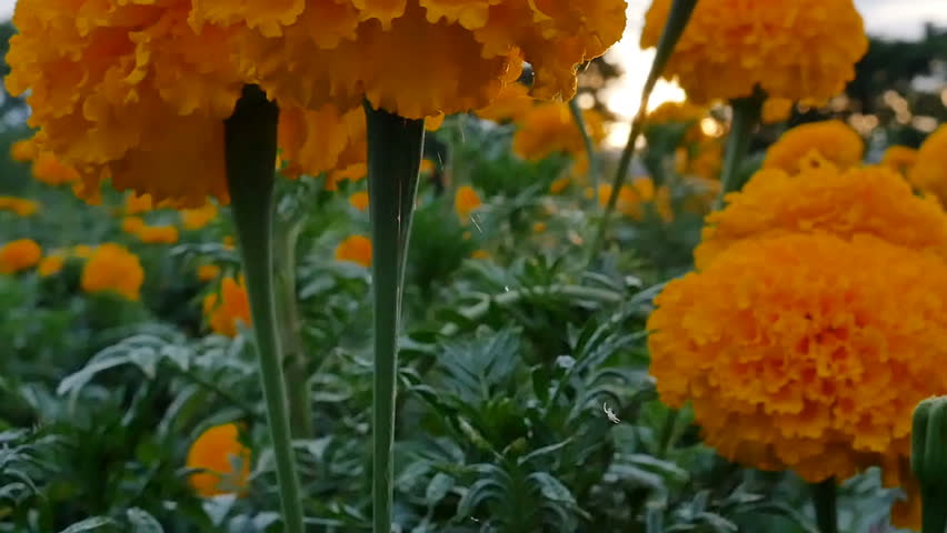 Spider climbing on the net to beautiful Marigold flowers in the field during sunset, Tilt up shot