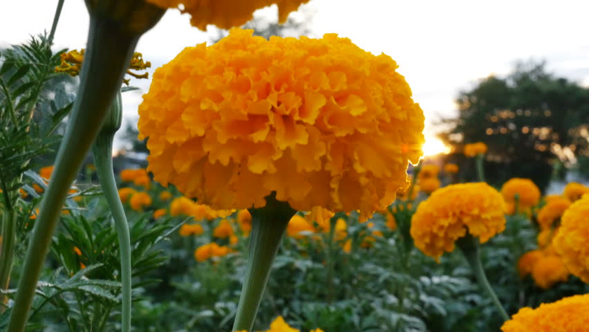 4K : Beautiful Marigold flowers in the field during sunset with sunlight, Tilt up shot