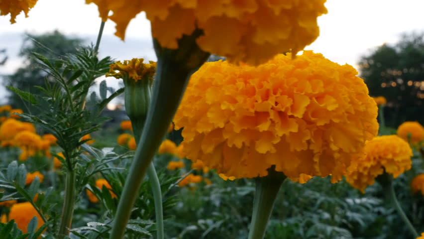 4K : Beautiful Marigold flowers in the field during sunset with sunlight, Pan shot