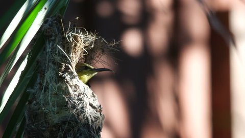 Olive-backed sunbird try to hind the sight in the nest