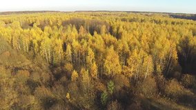 Aerial view of an autumn yellow forest with a bird's eye view