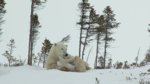 Polar Bear cubs (Ursus maritimus) mother with two three months old playful cubs at denning site, Wapusk N.P. Canada