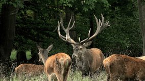 Red Deer, cervus elaphus, Stag in the Middle of the Group, Sweden, Real Time