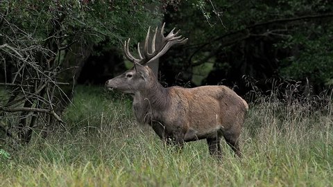 Red Deer, cervus elaphus, Stag Eating Grass, Sweden, Real Time